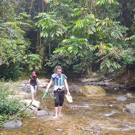 Pongo Guest House & Jungle Trekking Bukit Lawang Eksteriør billede